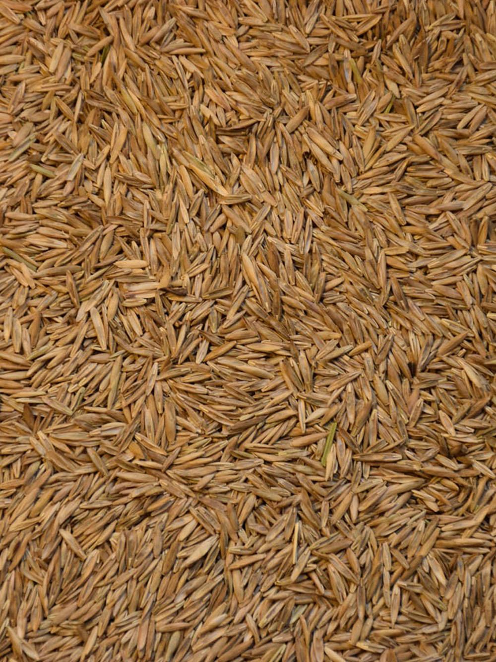 Meadow Fescue